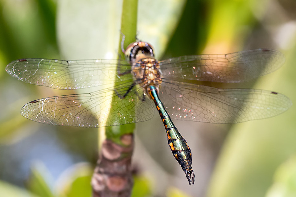 Fat-bellied Emerald (Hemicordulia continentalis)